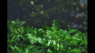 How to Plan Your Garden for Seasonal Planting in India