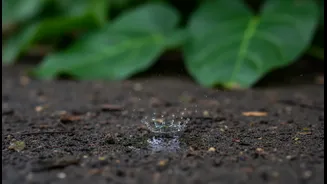 Monsoon Food Cravings Often Follow Smell Before Conscious Choice