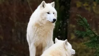 From Italy to Finland, Wolf-Watching Holidays Are Gaining Ground