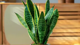 How Snake Plants survive low-light conditions while continuously purifying indoor bedroom air for occupant health