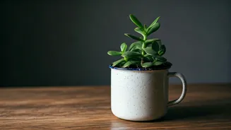 Customize Work Desks For Free Growing Jade In Old Mugs