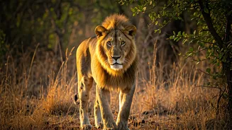 Last-Chance Lion Safaris Are Trending In Gir