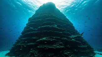 Exploring the Mysterious Shark Mountains of the Deep Sea