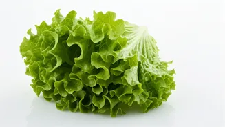 Lettuce for Weight Loss: Unpacking the Expert View on This Diet Staple