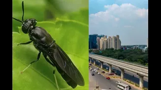 Bengaluru Uses Flies To Tackle Waste Problem