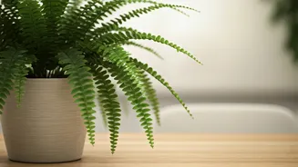 Boston Ferns Add Lush Visual Comfort Safely For Kittens
