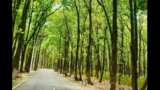 'Sitting Like Mute Spectators': Supreme Court Raps Uttarakhand Authorities Over Forest Land Grabbing