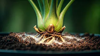 Overwatering Makes Root Rot More Likely Now