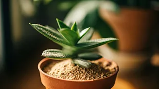 Supercharge Houseplant Nutrition Systems Spreading Banana Peel Powder Protection