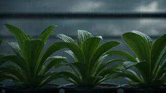 Protect Balcony Garden From Torrential July Rain Damage