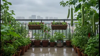What Monsoon Balcony Micro-Gardens Reveals About the Future of Greens, Gourds, Chillies and Herbs