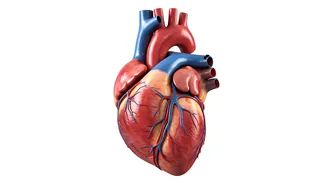 Heart Health: Simple Ways to a Stronger Heart