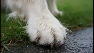 Why Long-Haired Dog Breeds Face Elevated Fungal Paw Infection Risks In Rainy July