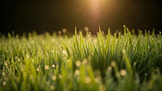 This Simple Morning Grass Walk Fixes Your Sitting Slouch Naturally