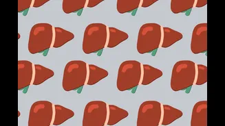 Estudo descobre como corpo mantém a energia em dietas sem carboidratos