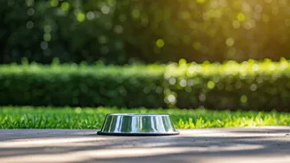 Feeding India's Strays: Legal Rights, Designated Spots, and Common Pitfalls