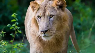 17 Asiatic Lions Now Live In Barda Sanctuary After A 144-Year Absence