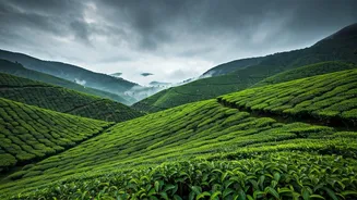 Rain Washed Munnar Emerald Green Tea Plantations Rule Travel Reels