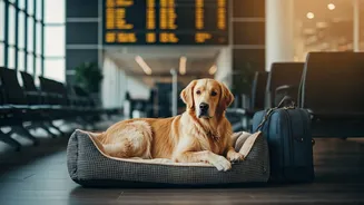 Dog's Journey: Rs 15 Lakh for a Family Reunion