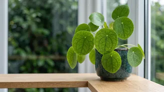 Chinese Money Plant Leaves Follow A Natural Voronoi-Like Pattern, But Turn A Common Houseplant Into A Study Of Natural Algorithms