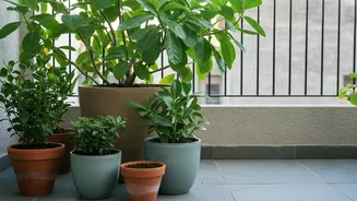 Crowded Leaves Can Keep Balcony Pots Damp for Longer