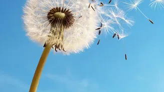 Putting Non-Flying Animals Spreading Plants in Context with the 186-Species Seed-Dispersal Study