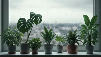 How To Keep Indoor Plants Healthy During Weeks Of Continuous Rain