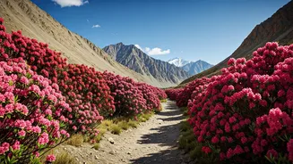 Pristine Off Beat Rhododendron Paths Dominate Leh Travel Feeds