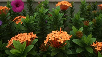 Turn Balcony Into Eden: Best Native Plants For Monsoons