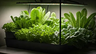 Indoor Greens Are Getting A Grow-Light Boost