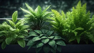 Small Homes Need Plants That Handle Rain