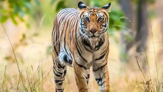 How To Plan An Unforgettable Safari Trip To Satpura And Bandhavgarh