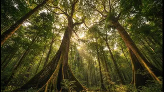 Suggests Height Alone May Not Predict Forest Vulnerability: A Sign Of Wider Change In Tropical Forest Forecasting In A Hotter World