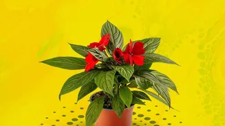 Budget Pookalam Tips: Mix Flowers, Leaves And Simple Patterns