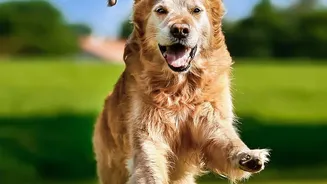 Why Timed Play Sessions In Apartment Dog Parks Help Guard Against Dog Stress
