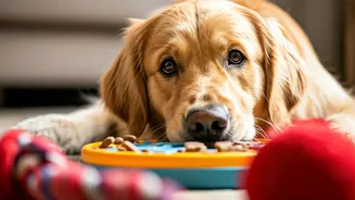Dogs Need Tug, Sniffing And Puzzle Time