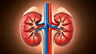 5 Habits Harming Kidneys: Protect Yours Today!