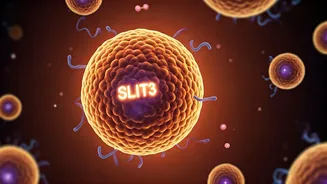 Unlocking Your Inner Furnace: The Protein That Supercharges Brown Fat for Weight Loss