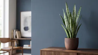 Why Beginners Should Start Their Home Garden With Simple Low-Maintenance Houseplants That Stay Alive