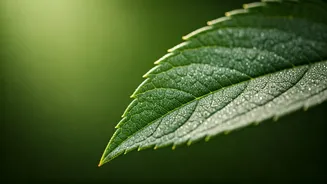 Unlock Radiant Summer Skin: Your Essential Guide to Identifying Skin Types & Choosing Treatments Wisely