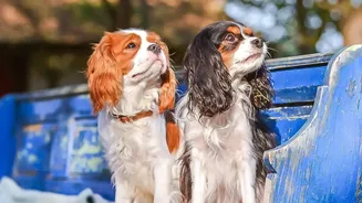 Keeping Dogs Dry After Rainy Walks Is Becoming A Practical Part Of Indian Pet Care