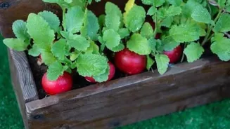 How to grow radishes in containers
