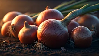 Nashik: The Undisputed Onion Capital of the World