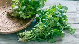 ₹220/Kg Coriander And Rising Grocery Bills: The Monsoon Connection