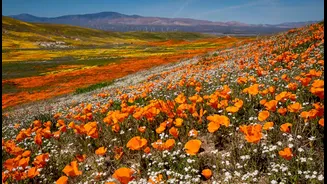 A Spectacular Bloom: The World’s Best Places to See Wildflowers in Full Glory