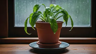 These Monsoon Mistakes Could Harm Your Indoor Plants