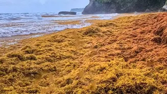 Why Record Sea Temperatures Matter For India's Coasts And Fisheries