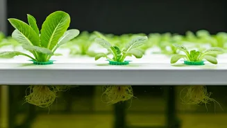 Hydroponic Gardening Makes Plant Care More Interesting