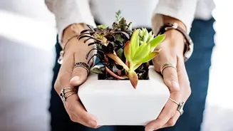 Buy Plants This Dhanteras For Eco-Friendly Fun