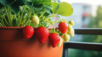 Balcony Bounty: Your Guide to Growing Delicious Strawberries at Home